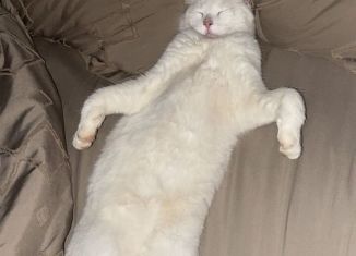 Дом на продажу, 80 м2, село Яркое Поле, улица Мичурина, 5