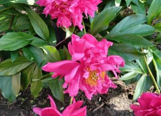 Продаю дачу, 16 м2, Курган