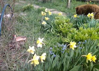 Продается земельный участок, 3 сот., СНТ Ленок