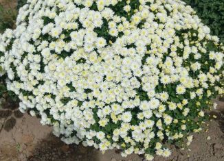 Продам земельный участок, 600 сот., Котельниковское сельское поселение