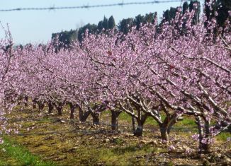 Продается земельный участок, 160 сот., село Новоивановка, улица Ленина