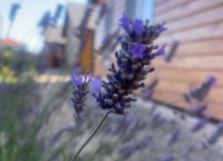 Сдам в аренду дом, 60 м2, станица Должанская, Луговой переулок, 1А