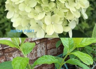 Продам земельный участок, 5 сот., Елабуга