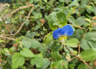 Участок на продажу, 6 сот., поселок Овощной