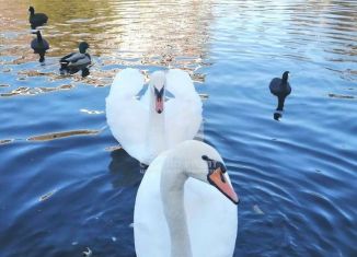 Продаю 1-ком. квартиру, 32.4 м2, Калининград, улица Маршала Новикова, 11, ЖК Орбита