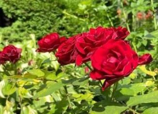 Продажа дачи, 35 м2, Тюмень, Озёрная улица