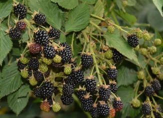 Продажа гаража, 30 м2, село Дивноморское, улица Олега Кошевого