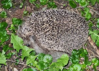 Продается дача, 20 м2, Ставропольский край