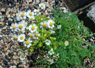 Продаю участок, 10 сот., Гаврилов Посад, Советская площадь