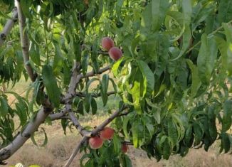 Участок на продажу, 2000 сот., село Викторовка