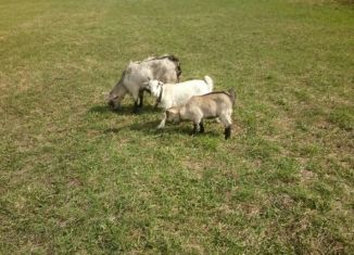 Продам земельный участок, 15 сот., поселок Подобас, Совхозная улица