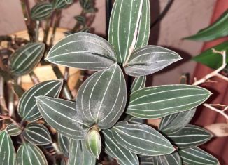 Продажа дома, 100 м2, село Боровое, Школьная улица, 14А